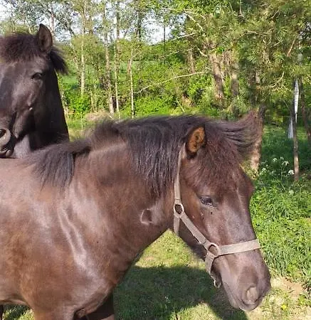 Tockes Vendeghaz Apartmán
